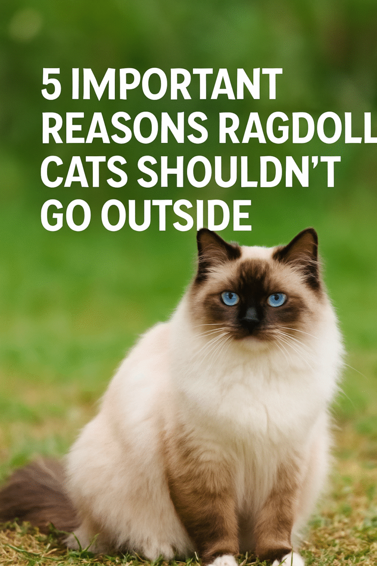 5 Important Reasons Ragdoll Cats Shouldn’t Go Outside